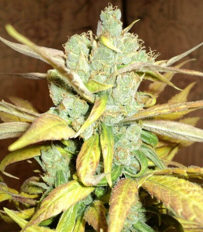 Сорт Chronic Ryder Auto fem (Doctor’s Choiсe) Сорт Chronic Ryder Auto fem (Doctor’s Choiсe) — изображение 3