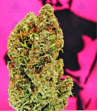 Сорт Chronic Ryder Auto fem (Doctor’s Choiсe) Сорт Chronic Ryder Auto fem (Doctor’s Choiсe) — изображение 4