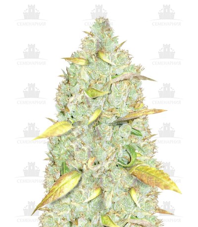 Сорт Chronic Ryder Auto fem (Doctor’s Choiсe) Сорт Chronic Ryder Auto fem (Doctor’s Choiсe)