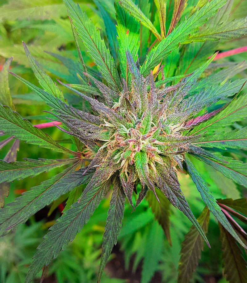 Сорт Cookies Kush fem (Barney's Farm) Сорт Cookies Kush fem (Barney's Farm) — изображение 2