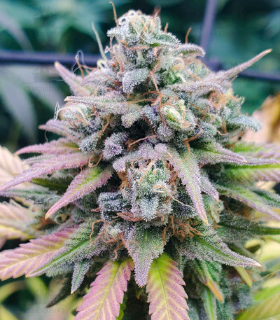 Descojack fem (Delicious Seeds) Descojack fem (Delicious Seeds) — изображение 3