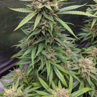 Descojack fem (Delicious Seeds)
