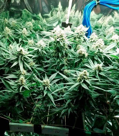 Fruit Punch fem (Heavyweight Seeds) Fruit Punch fem (Heavyweight Seeds) — изображение 4