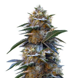 Сорт Tahoe Cure fem (Pyramid Seeds) Сорт Tahoe Cure fem (Pyramid Seeds)