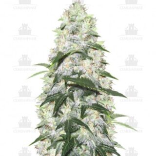 Сорт Ogre Auto fem (Doctor’s Choiсe) Сорт Ogre Auto fem (Doctor’s Choiсe)