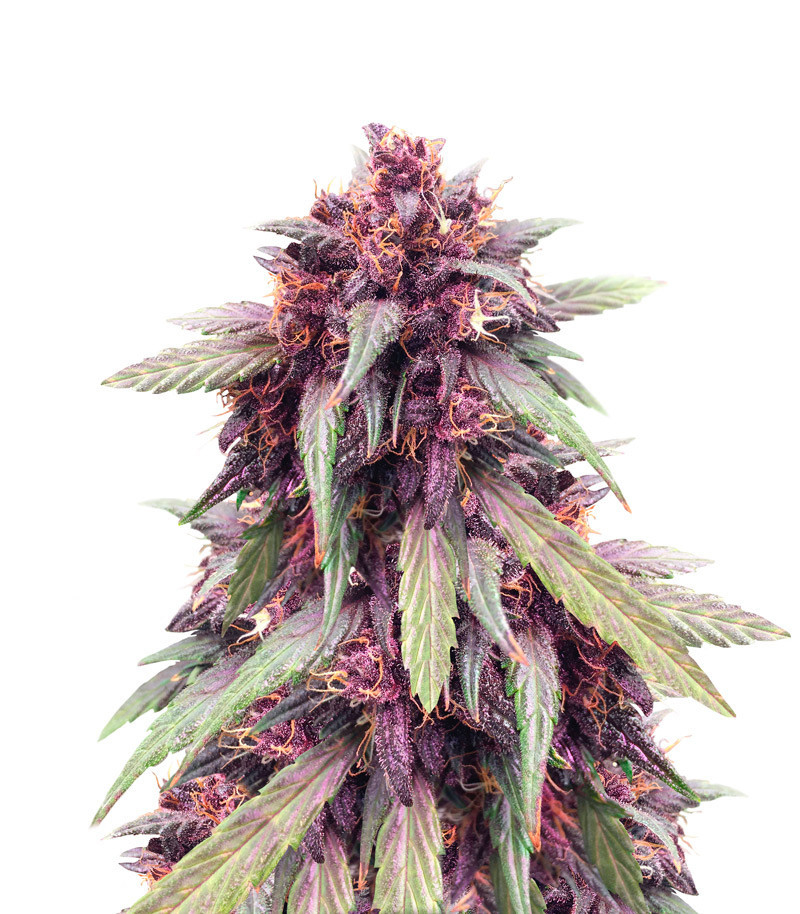 Purple Juice Auto fem (Herbies Seeds) Purple Juice Auto fem (Herbies Seeds)