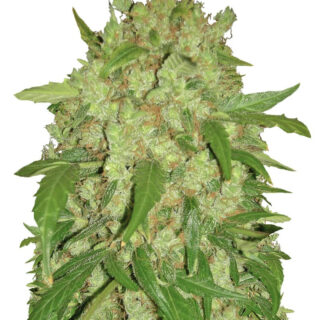 Auto Wembley fem (Pyramid Seeds) Auto Wembley fem (Pyramid Seeds)