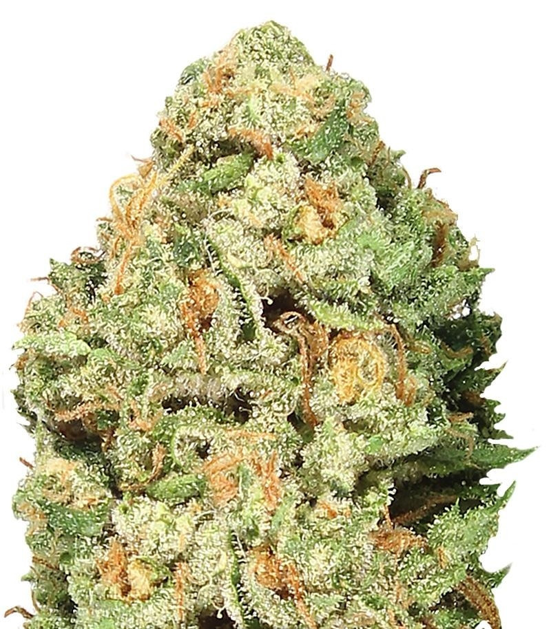 Fruit Punch fem (Heavyweight Seeds) Fruit Punch fem (Heavyweight Seeds)