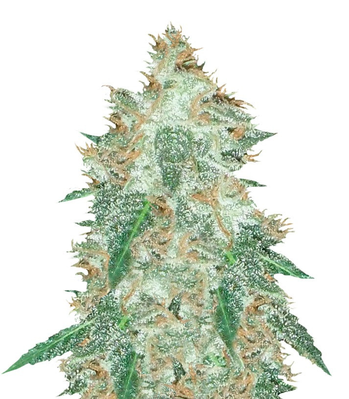 Семена сорта Jumping Black Dash Auto fem (Dr. Krippling Seeds) Семена сорта Jumping Black Dash Auto fem (Dr. Krippling Seeds)