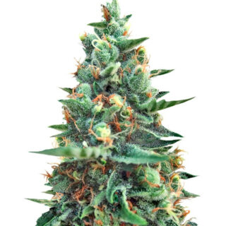 Семена сорта White Rush Auto fem (Dr. Krippling Seeds) Семена сорта White Rush Auto fem (Dr. Krippling Seeds)