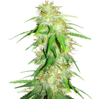 Сорт Gelato Glue Autoflower fem (Easy Grow Seeds) Сорт Gelato Glue Autoflower fem (Easy Grow Seeds)