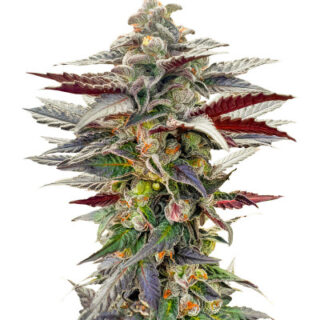 Сорт Pink Sunset by Sherbinskis fem (Silent Seeds) Сорт Pink Sunset by Sherbinskis fem (Silent Seeds)