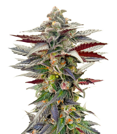 Сорт Pink Sunset by Sherbinskis fem (Silent Seeds) Сорт Pink Sunset by Sherbinskis fem (Silent Seeds)