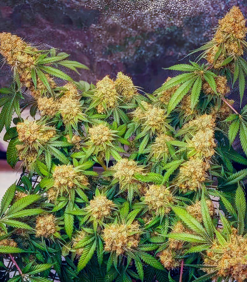 Сорт Slightly Stoopid Fruits fem (Humboldt Seed Company) Сорт Slightly Stoopid Fruits fem (Humboldt Seed Company) — изображение 3
