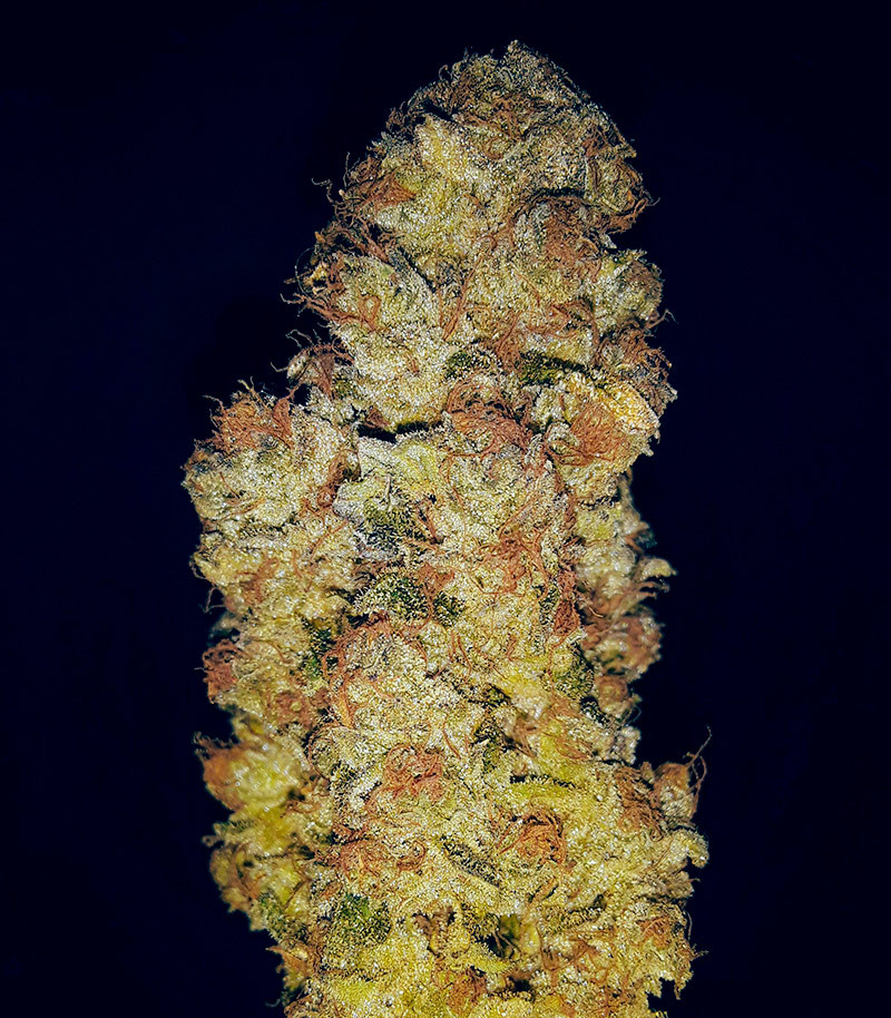 Сорт Slightly Stoopid Fruits fem (Humboldt Seed Company) Сорт Slightly Stoopid Fruits fem (Humboldt Seed Company) — изображение 4