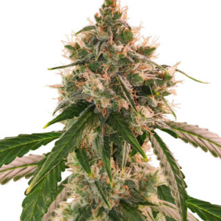 Сорт Wedding Cake Autoflower fem (Easy Grow Seeds) Сорт Wedding Cake Autoflower fem (Easy Grow Seeds)