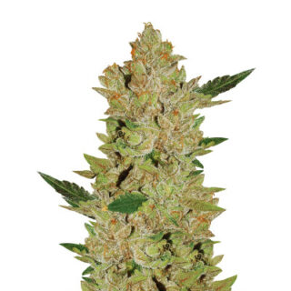 Сорт Blue Gelato 41 fem (Barney's Farm) Сорт Blue Gelato 41 fem (Barney's Farm)