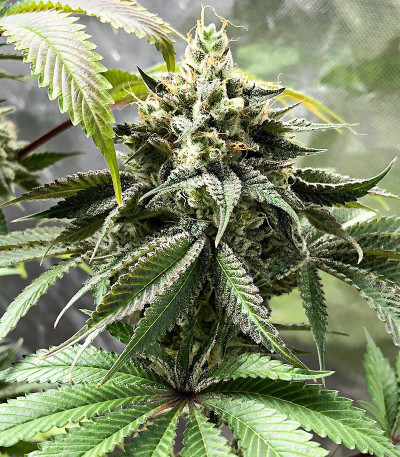 Сорт Godzilla Original Glue GG#4 (Godzilla Glue #4) fem (Herbies Seeds) Сорт Godzilla Original Glue GG#4 (Godzilla Glue #4) fem (Herbies Seeds) — изображение 3