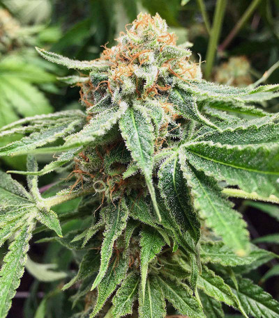 Сорт Godzilla Original Glue GG#4 (Godzilla Glue #4) fem (Herbies Seeds) Сорт Godzilla Original Glue GG#4 (Godzilla Glue #4) fem (Herbies Seeds) — изображение 7