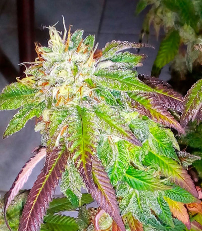 Сорт Golosa Early Version fem (Delicious Seeds) Сорт Golosa Early Version fem (Delicious Seeds) — изображение 4