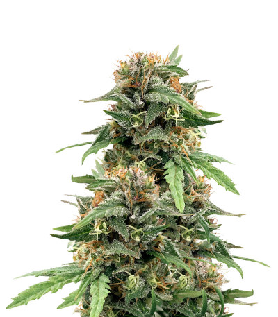 Сорт Golosa Early Version fem (Delicious Seeds) Сорт Golosa Early Version fem (Delicious Seeds)