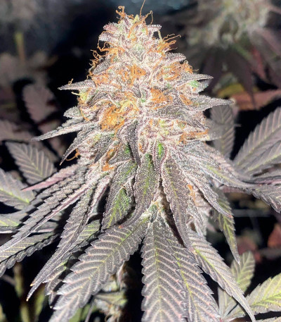 Сорт King's Juice fem (GHS) Сорт King's Juice fem (GHS) — изображение 3