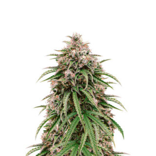 Сорт LSD Auto fem (Barney's Farm) Сорт LSD Auto fem (Barney's Farm)