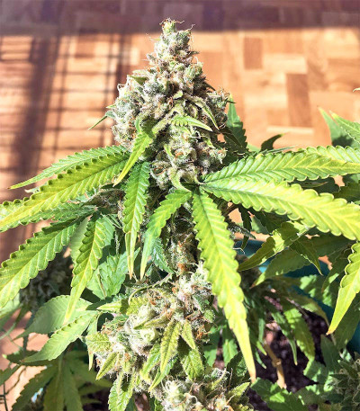 Сорт Bay Burger Early Version fem (Delicious Seeds) Сорт Bay Burger Early Version fem (Delicious Seeds) — изображение 4