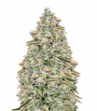Сорт Bay Burger Early Version fem (Delicious Seeds) Сорт Bay Burger Early Version fem (Delicious Seeds)