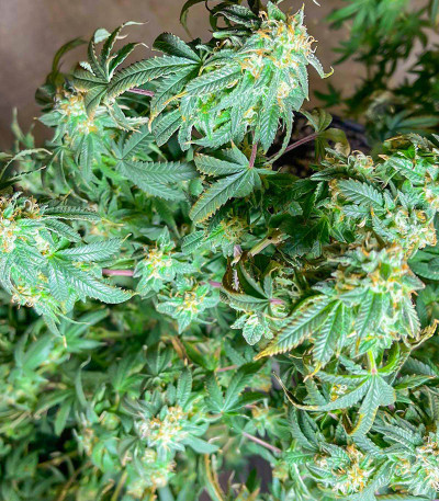 Сорт Dozy Doz fem (AlphaFem Seeds) Сорт Dozy Doz fem (AlphaFem Seeds) — изображение 4