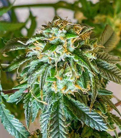 Сорт Dozy Doz fem (AlphaFem Seeds) Сорт Dozy Doz fem (AlphaFem Seeds) — изображение 5