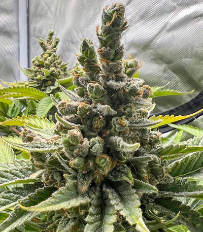 Сорт Dozy Doz fem (AlphaFem Seeds) Сорт Dozy Doz fem (AlphaFem Seeds) — изображение 3