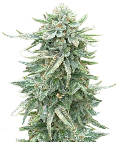 Сорт Dozy Doz fem (AlphaFem Seeds) Сорт Dozy Doz fem (AlphaFem Seeds)