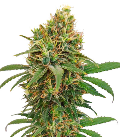 Сорт I'm Alive fem (AlphaFem Seeds) Сорт I'm Alive fem (AlphaFem Seeds)