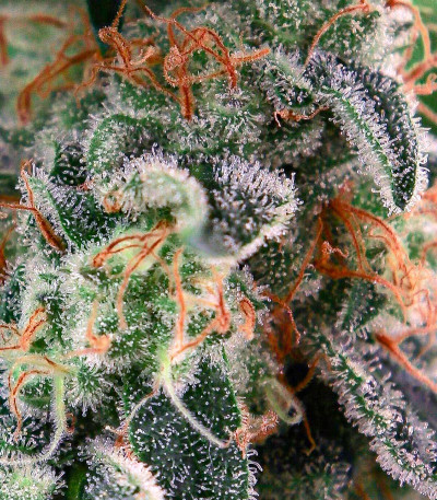 Сорт King's Juice fem (GHS) Сорт King's Juice fem (GHS) — изображение 6