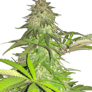 Сорт Lord Kush fem (Delicious Seeds) Сорт Lord Kush fem (Delicious Seeds)