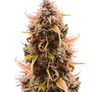 Сорт Mandarin Thuggee Auto fem (AlphaFem Seeds) Сорт Mandarin Thuggee Auto fem (AlphaFem Seeds)