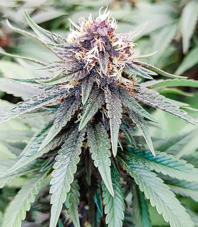 Сорт Punch Cookies fem (AlphaFem Seeds) Сорт Punch Cookies fem (AlphaFem Seeds) — изображение 6