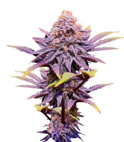 Сорт Punch Cookies fem (AlphaFem Seeds) Сорт Punch Cookies fem (AlphaFem Seeds)