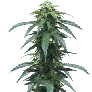 Сорт Roze Runtz fem (AlphaFem Seeds)