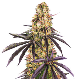 Сорт Runtz Muffin fem (Barney's Farm)