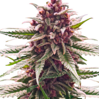 Сорт Still Bubba fem (AlphaFem Seeds)