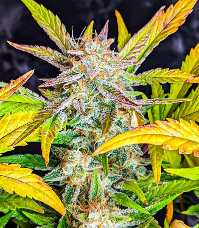 Сорт Tropicana Cookies Auto fem (FastBuds) Сорт Tropicana Cookies Auto fem (FastBuds) — изображение 7