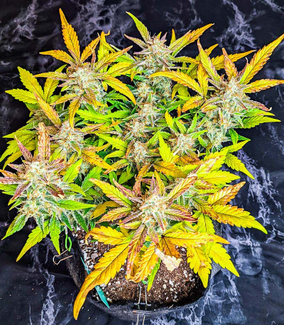 Сорт Tropicana Cookies Auto fem (FastBuds) Сорт Tropicana Cookies Auto fem (FastBuds) — изображение 3
