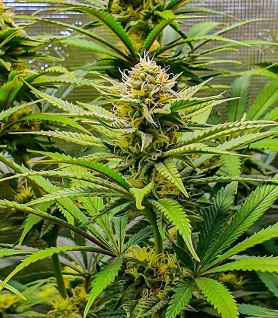 Сорт Wedding Cheesecake FF fem (FastBuds) Сорт Wedding Cheesecake FF fem (FastBuds) — изображение 3