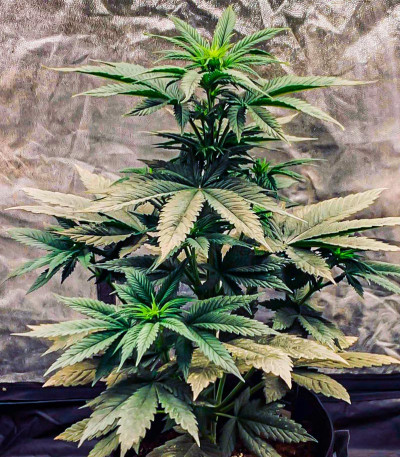 Сорт Wedding Cheesecake FF fem (FastBuds) Сорт Wedding Cheesecake FF fem (FastBuds) — изображение 4