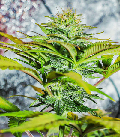 Сорт Wedding Cheesecake FF fem (FastBuds) Сорт Wedding Cheesecake FF fem (FastBuds) — изображение 5