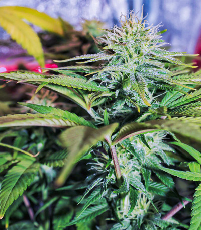 Сорт Wedding Cheesecake FF fem (FastBuds) Сорт Wedding Cheesecake FF fem (FastBuds) — изображение 6