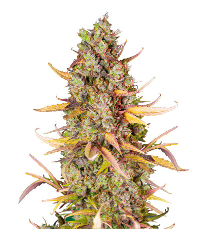 Сорт Wedding Cheesecake FF fem (FastBuds) Сорт Wedding Cheesecake FF fem (FastBuds)