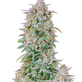 Сорт Forbidden Runtz Auto fem (FastBuds)